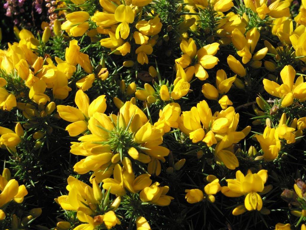 The Flora of Ireland National Botanic Gardens of Ireland The Office