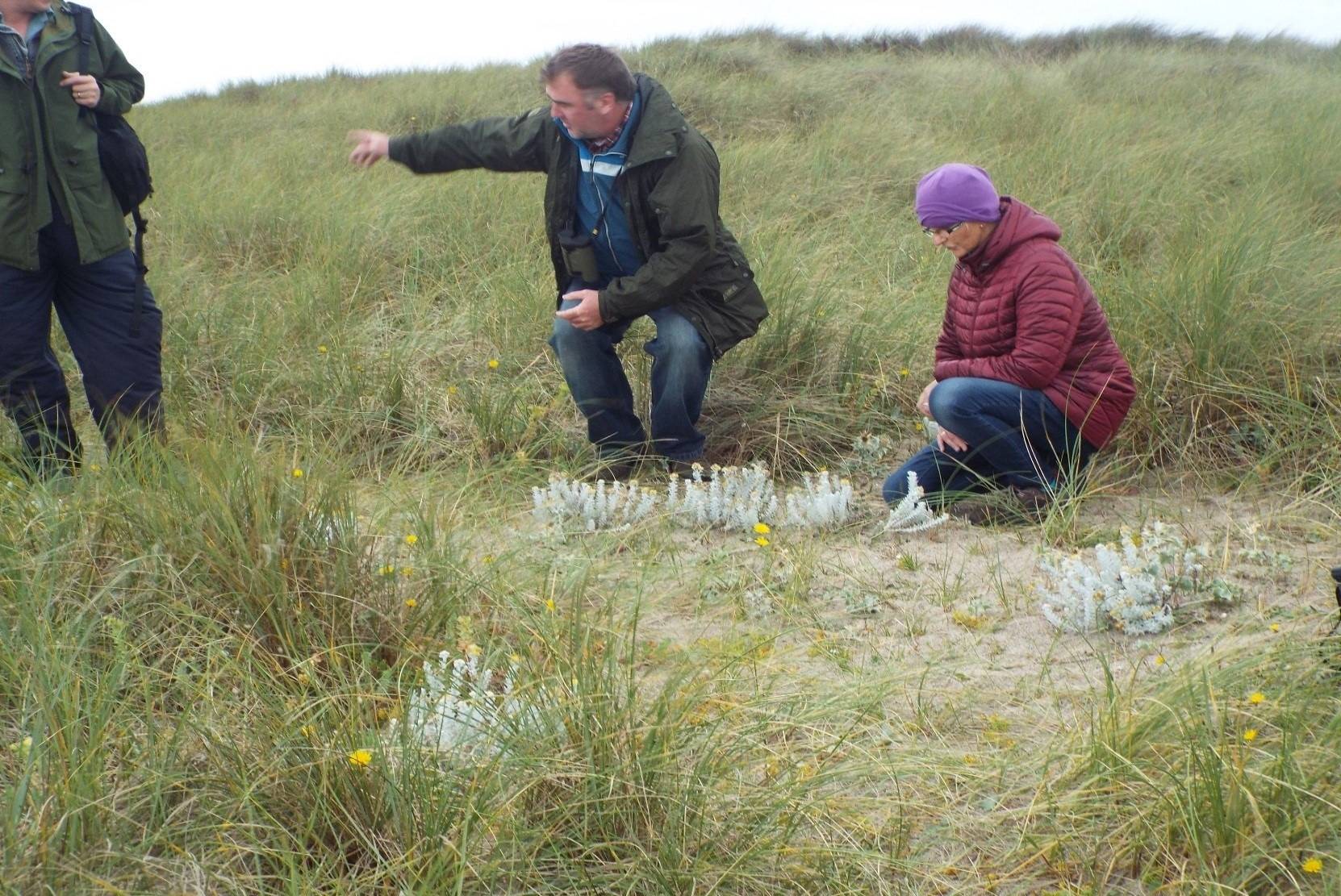 Memories of sun, sea and Cottonweed – one of our rarest iconic Irish