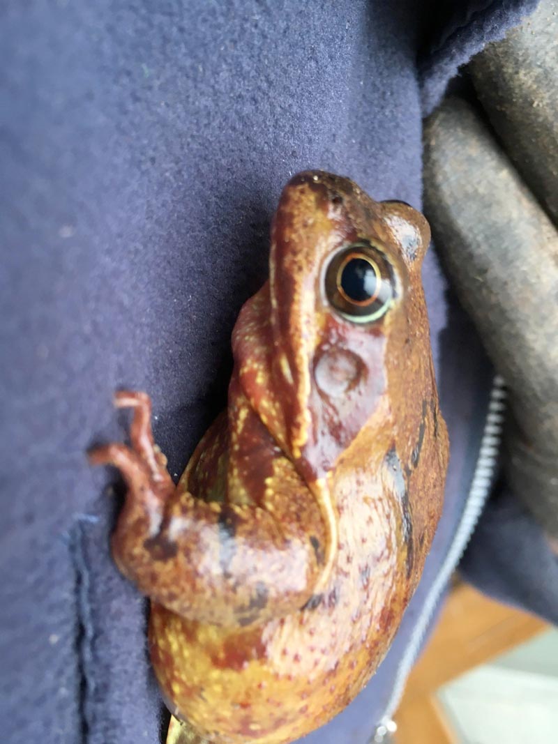 Rana temporaria common frog hops onto a member of staff
