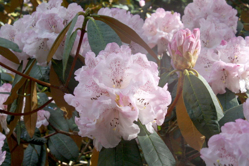 Rhododendron 'Thomas Acton' kilmacurragh rhs national botanic gardens
