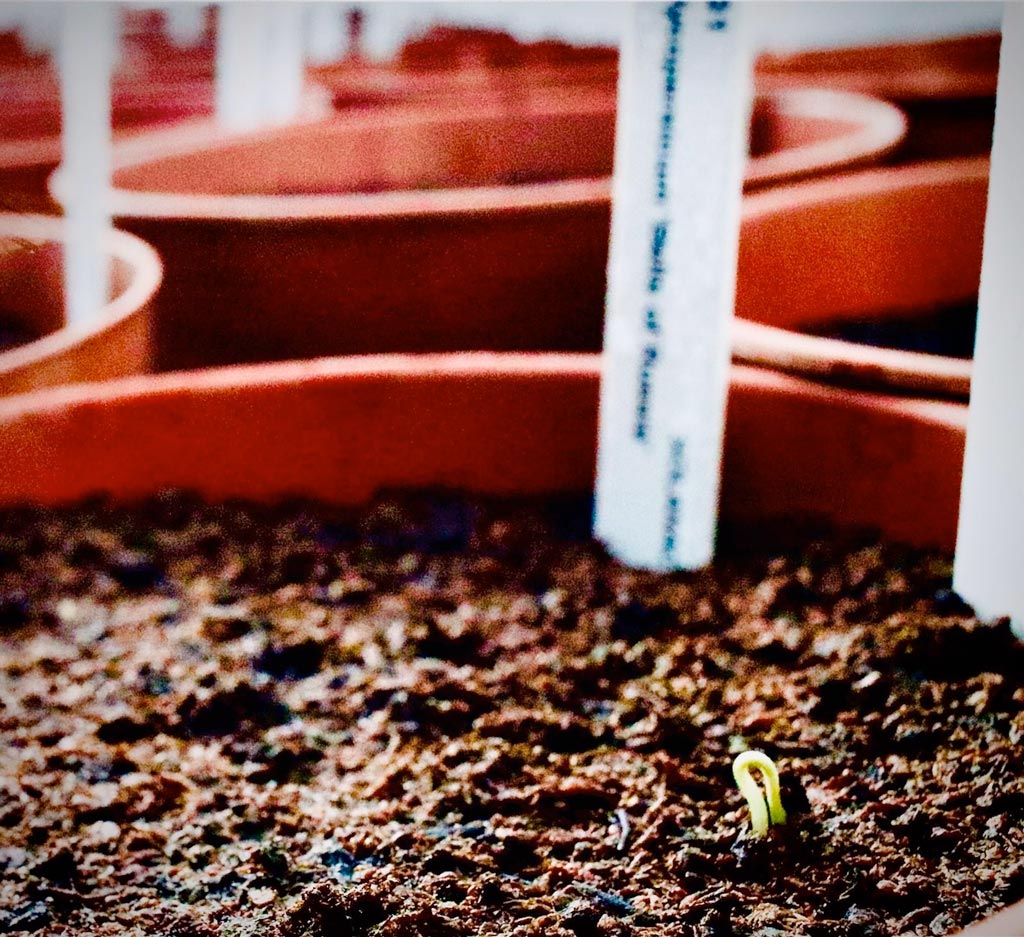 tomato seedlings in pots
