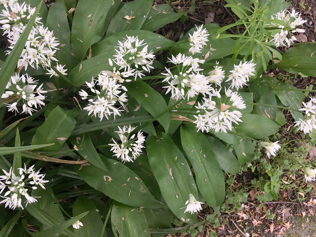 wild garlic