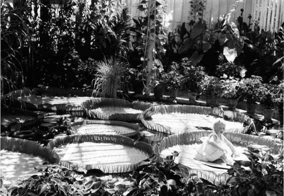 child sitting on a lilly pad 1920s