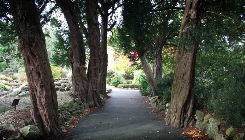 addison's walk botanic gardens glasnevin