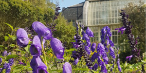 Magic, Murder, and Monkshood @ National Botanic Gardens, Glasnevin