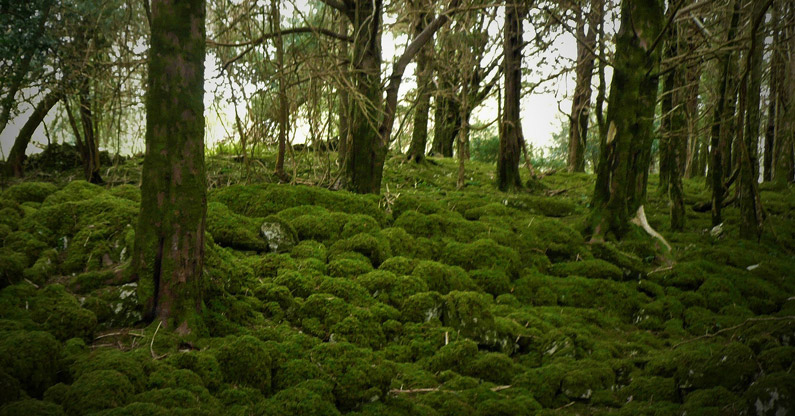 yew wood and mosses