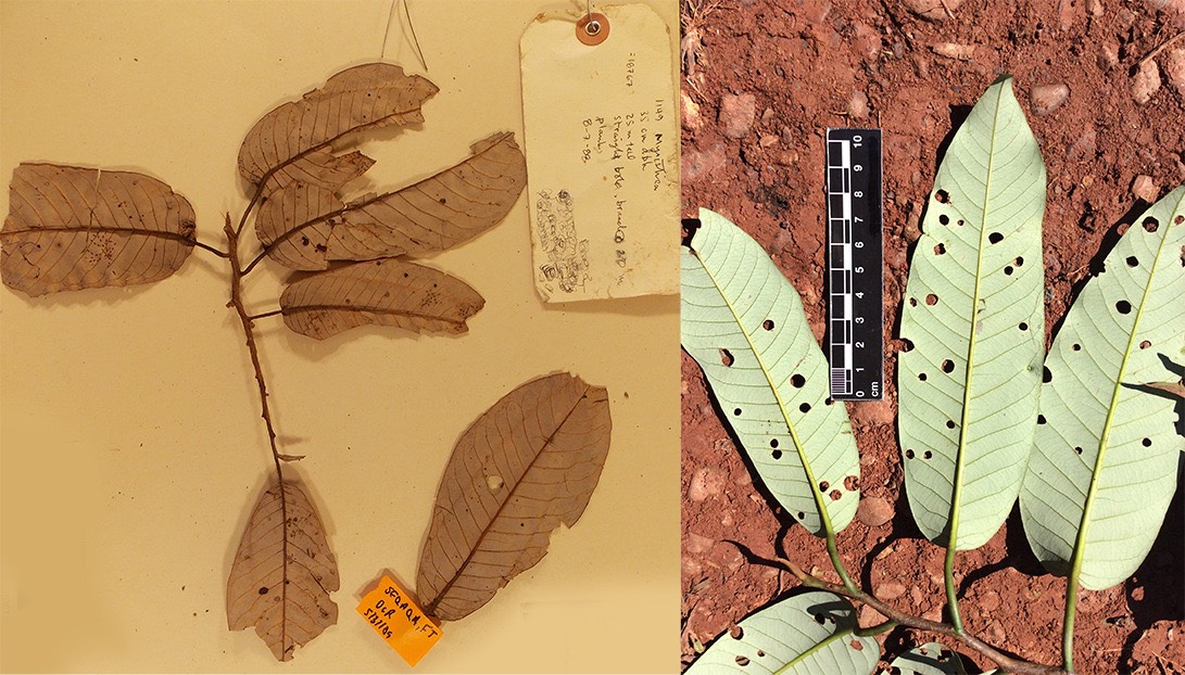 Myristica chartacea collected in 1988 (left) and 2015 (right) at the same site in Seaqaqa, Fiji.