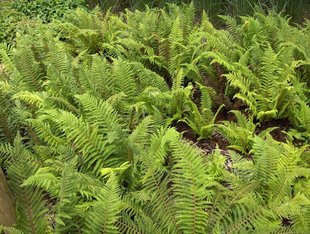 A new Crypic network – The Fern, Moss, Liverwort and Lichen conservation network