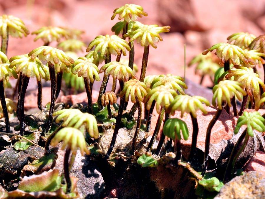 Mosses and Liverwort recording in Ireland