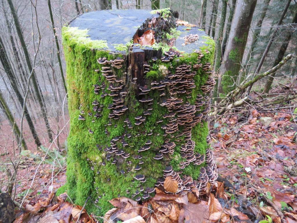 Bryophyte Synonymy list for Ireland