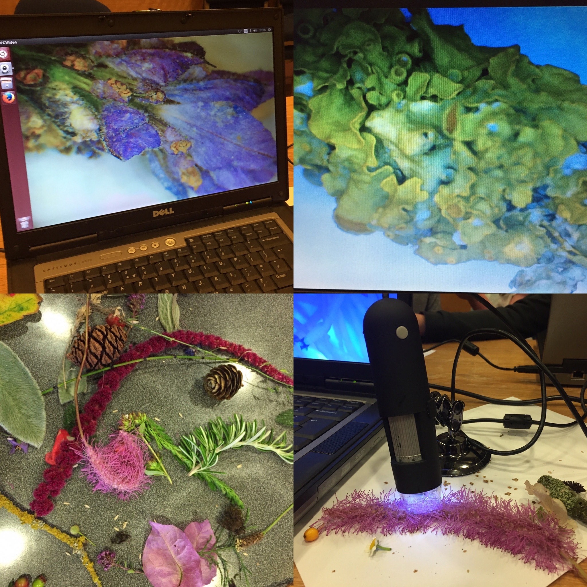 Four images. One of a close up of a purple plant on a computer screen, the next another close up of yellow lichen. The next image is pine caones, rosemary sprigs, salvia leaves and other plant material, while the last image is a microscope shining onto a bright pink sanguisorba
