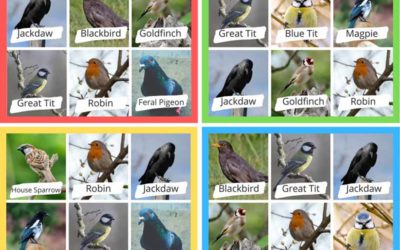 Bird Bingo! Activity Sheet