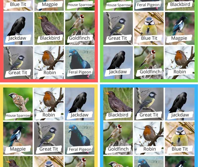 Bird Bingo! Activity Sheet