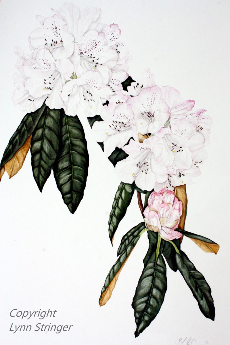 Watercolour painting Lynn Stringer Rhododendron Thomas Acton Kilmacurragh