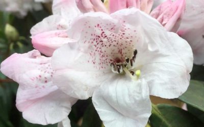 Rhododendron ‘Thomas Acton’ registered with the RHS, March 2020