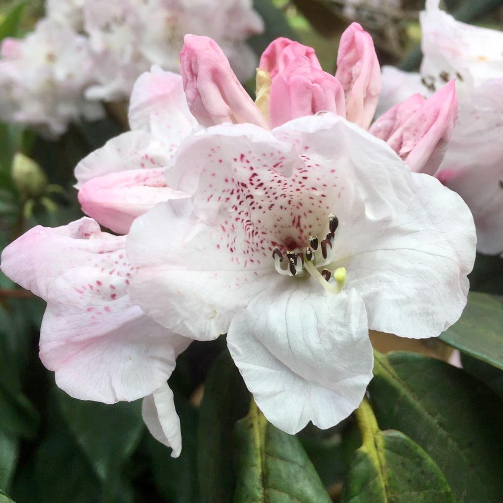 preview image thomas acton rhododendron kilmacurragh rhs botanic gardens