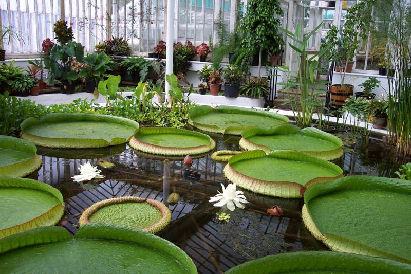 aquatic house water lillies