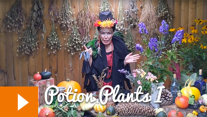 Magical Plants in the Witches’ Garden: Potion Plants I