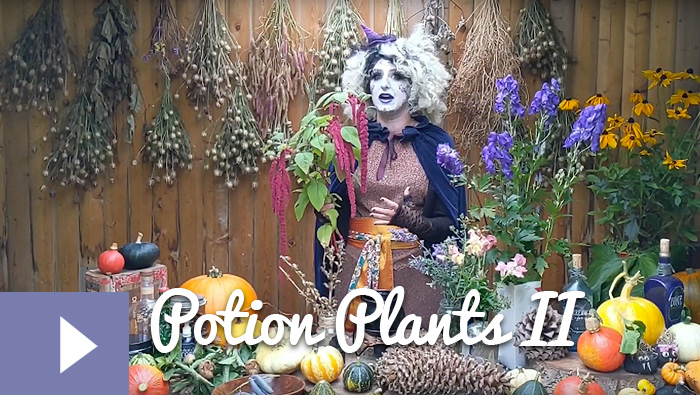 Magical Plants in the Witches’ Garden: Potion Plants II