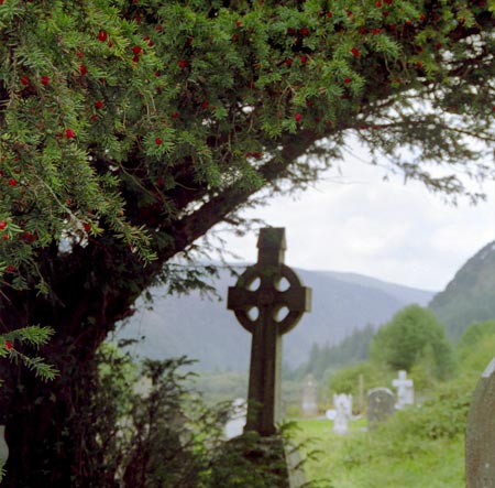 yew tree in graveyard celtic cross
