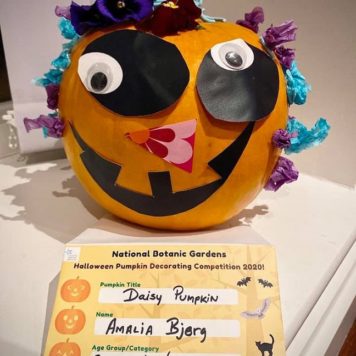 Amalia Bjerg 3 Daisy Pumpkin