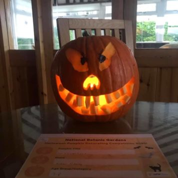 Andrew Doherty 7-8 Tina the Scary Pumpkin