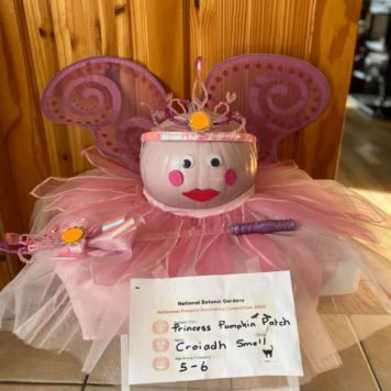 Croiadh Small 5-6 Princess Pumpkin Patch