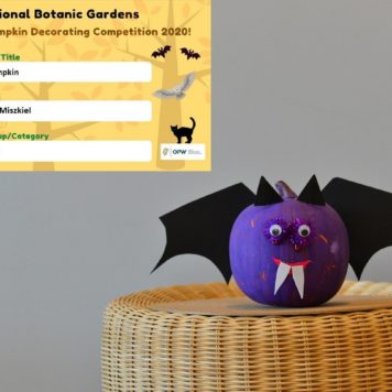 Daniel Miszkiel 5-6 Bat Pumpkin