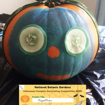 Eva Moore 12 Pampered Pumpkin