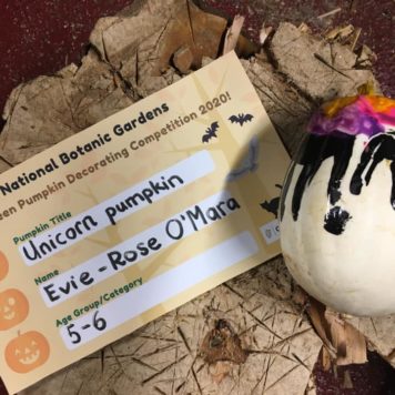 Evie Rose O'Mara 5-6 Unicorn Pumpkin