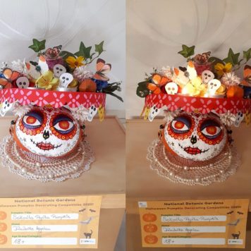 Friederike Hegelau 18+ Senorita Pepita Pumpkin