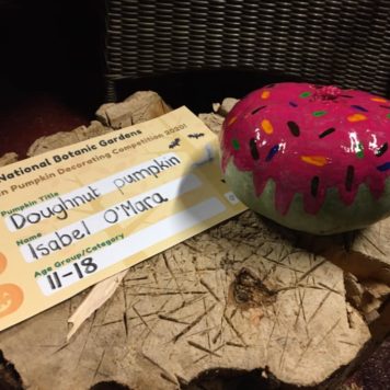 Isabel O'Mara 11-18 Doughnut Pumpkin