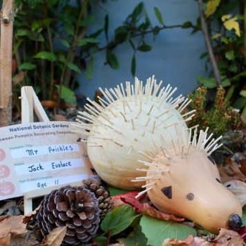 Jack Eustace 11 Mr Prickles