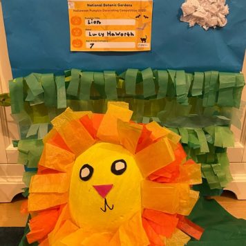 Lucy Haworth 7 Lion