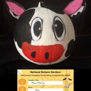 Maeve Moore 8 Maeves Mad Cow