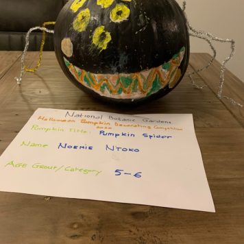 Noemie Ntoko 5-6 Pumpkin Spider