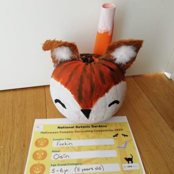 Oisin Ni Fh 5 Foxkin