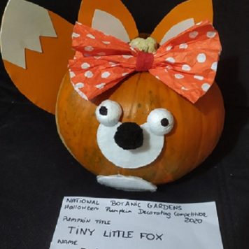 Oliwia Sajdyk 8 Tiny little Fox