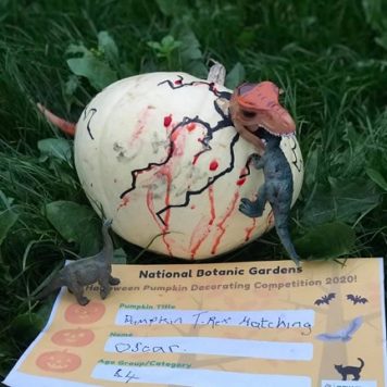 Oscar Morrissey- Age 4 -T Rex baby dinosaur hatching during the Covid19 lockdown ROARRR