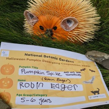 Robin Eager 5-6 Pumpkin Spike and his 600 toothpicks