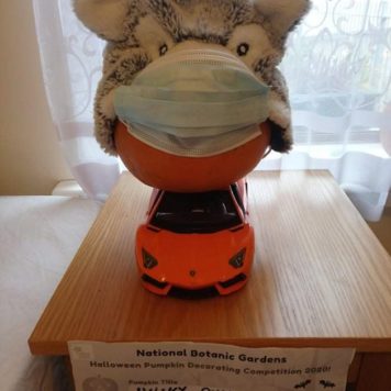 Sylvester Kalveka 7-8 Husky Pumpkin
