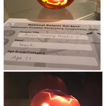 Yuzuki Tomikawa 11 Animal Crossing Pumpkin