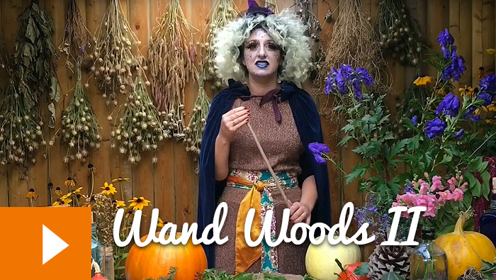 Magical Plants in the Witches’ Garden: Wand Woods II