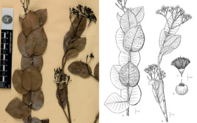 Systematics of Syzygium Gaertn. in Cambodia, Laos and Vietnam