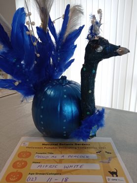 Proud as a Peacock - Aifric White - Age 12