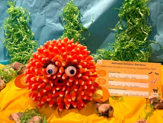 “Puffy” the Puffer Fish Pumpkin, Group by Elana (11) and Fia Dunbar