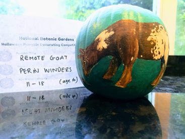 Remote Goat, Perin Winders, Age 16