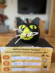 Sir Pumpsalot - Isabella - 4