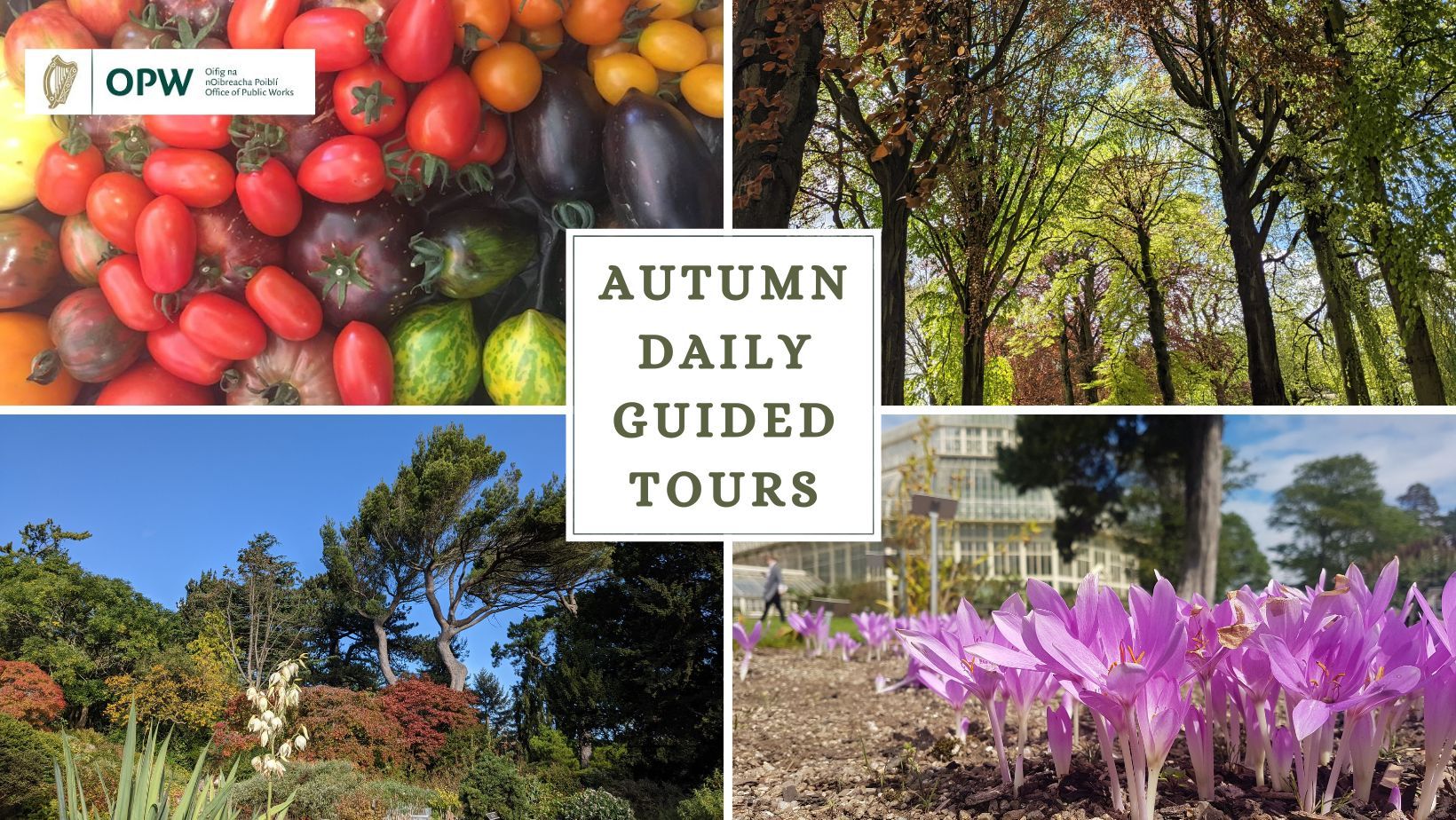 Four images, one of red orange, purple and green tomatoes, some of them striped, another image looking up into a bright green tree canopy, another of the rock garden with a windswept pine over head, and a fourth image is ca close up of bright purple autumn crocuses with the palm house in the background. There is a panel in the centre of the four images with Autumn Daily Guided Tours on it. 