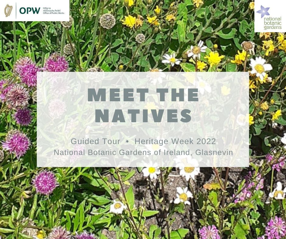 Image of white, yellow and purple wildflowers with the text Meet the Natives, Guided Tour, Heritage Week 2022, National Botanic Gardens of Ireland, Glasnevin written across it.